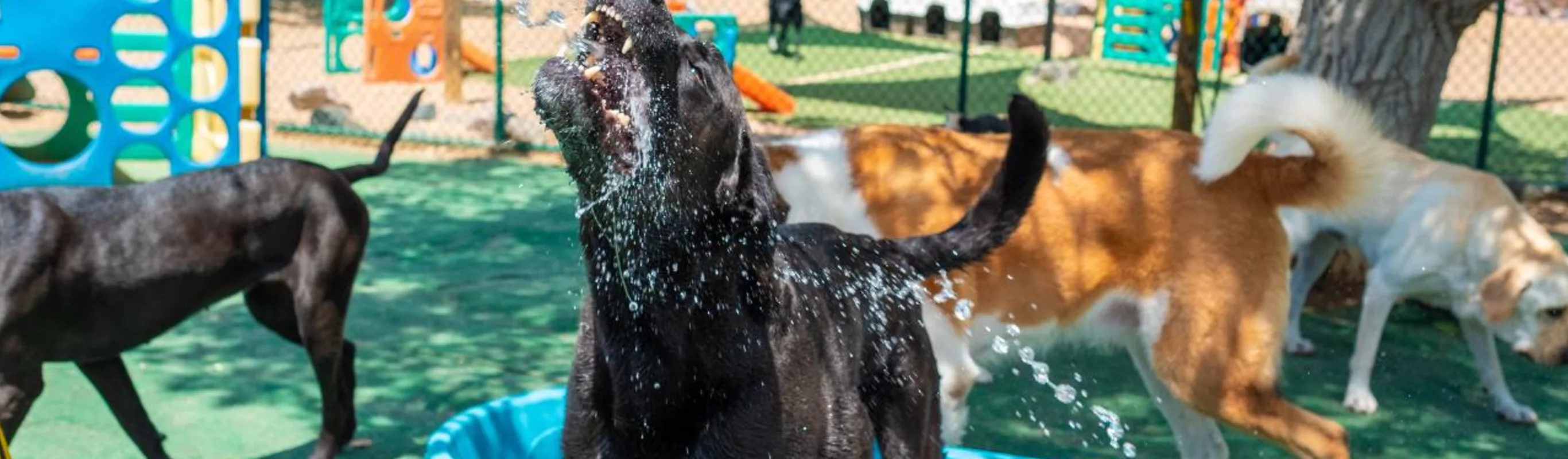 Dog being sprayed with water at Bowhaus Erie dog daycare and boarding